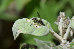 Mischocyttarus pallidipectus
