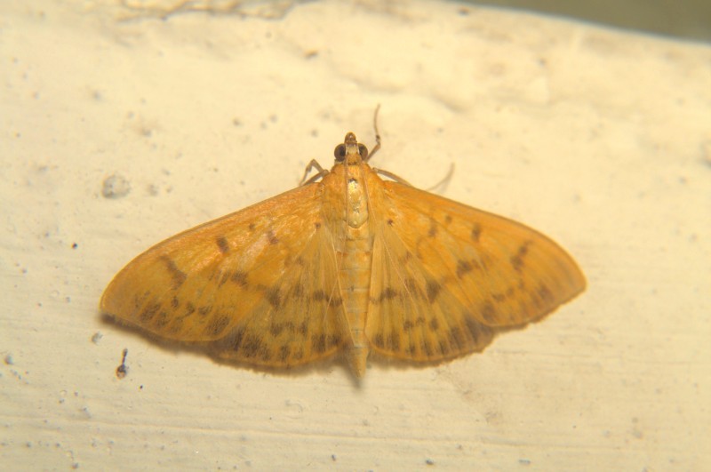 Pleuroptya balteata