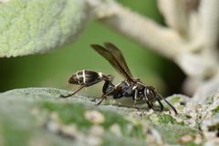 Mischocyttarus pallidipectus