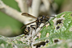 Mischocyttarus pallidipectus