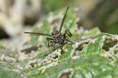 Mischocyttarus pallidipectus