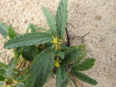 Corchorus tridens
