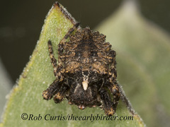 Acanthepeira