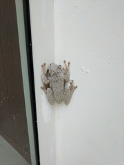 Osteopilus dominicensis