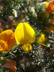 Aspalathus laricifolia