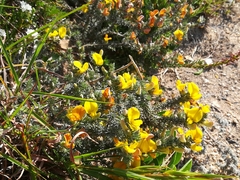 Aspalathus laricifolia