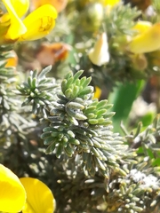 Aspalathus laricifolia