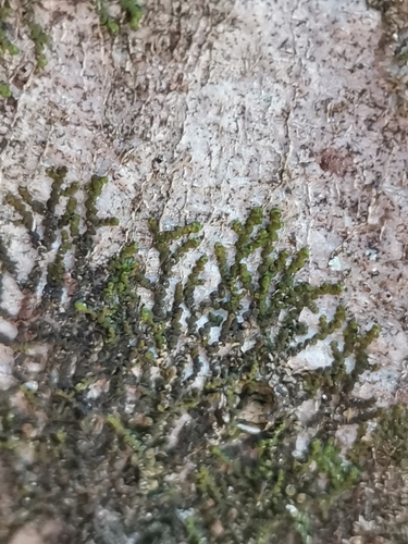 dukátovka (Frullania)