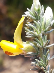 Aspalathus laricifolia