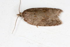 Acleris sparsana