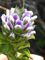 Psoralea fruticans