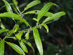 Melicytus lanceolatus
