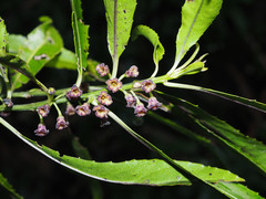 Melicytus lanceolatus