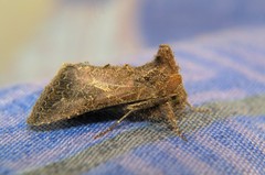 Thysanoplusia reticulata