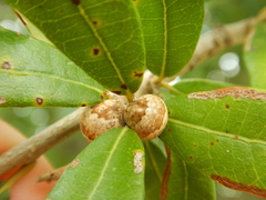 Allokermes cueroensis