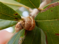 Allokermes cueroensis