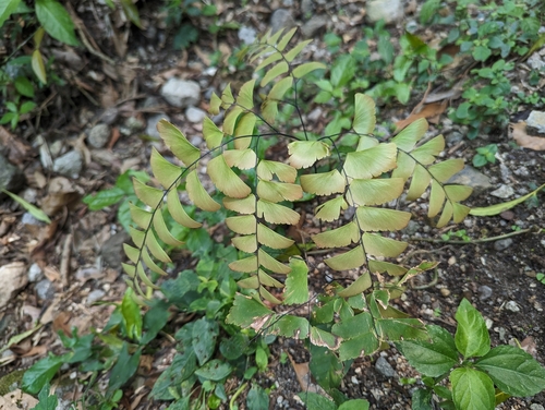 Image of Adiantum trapeziforme by no rights reserved