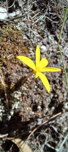 Image of Pauridia monophylla by (c) Adele SL, some rights reserved (CC BY)
