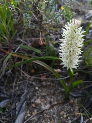 Wurmbea spicata