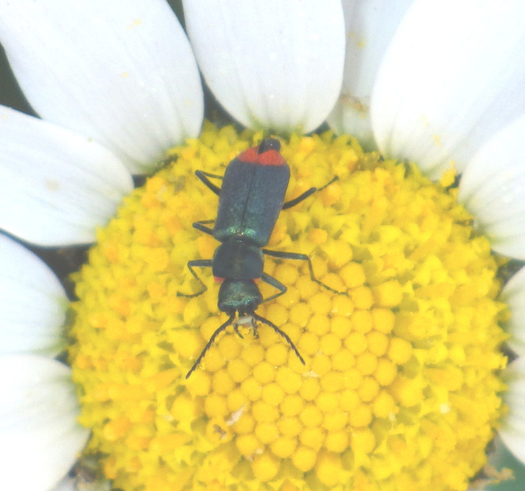 Clanoptilus spinipennis