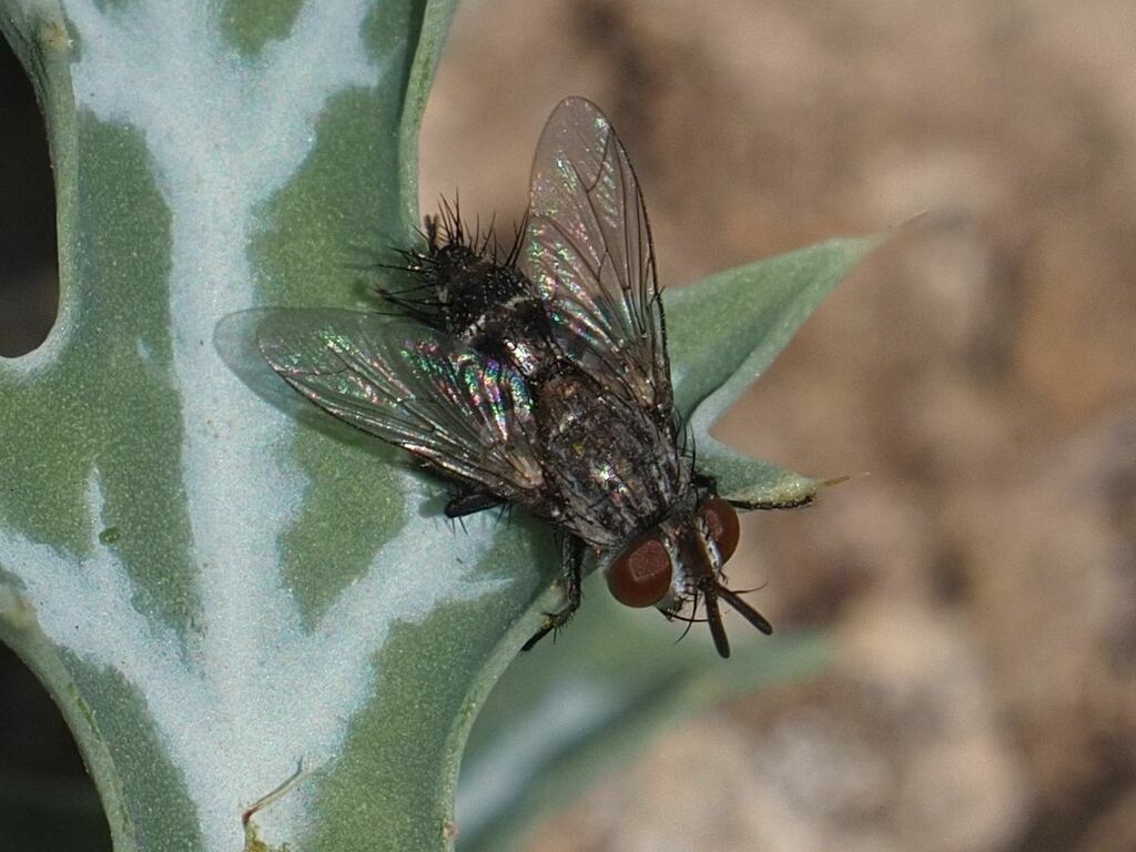 Chetogena acuminata