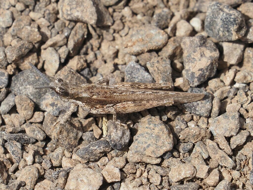 Pyrgomorpha tereticornis