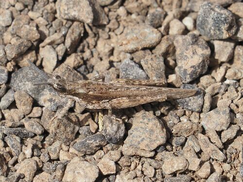 Pyrgomorpha tereticornis