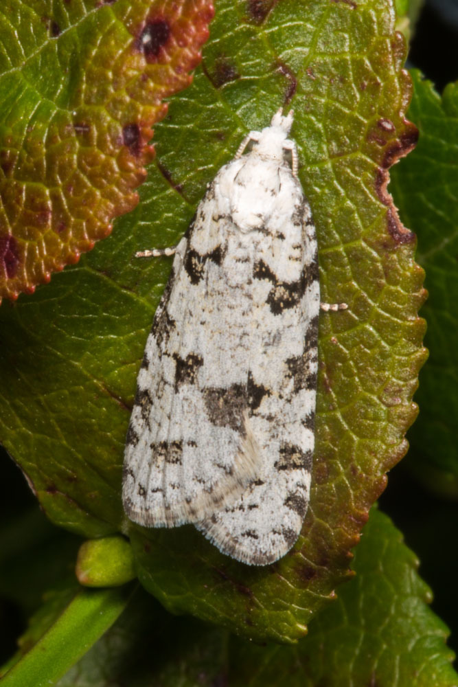 Large Mottled Shade