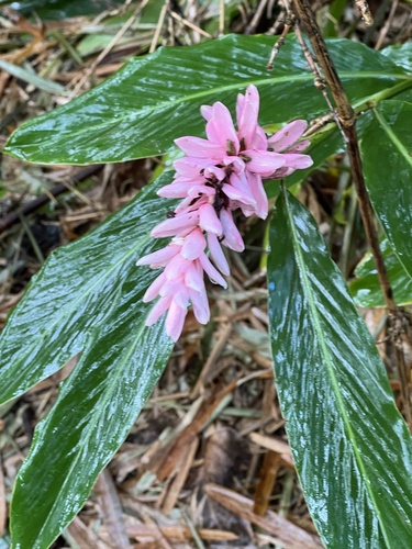 Alpinia purpurata