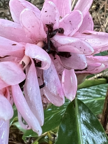 Alpinia purpurata
