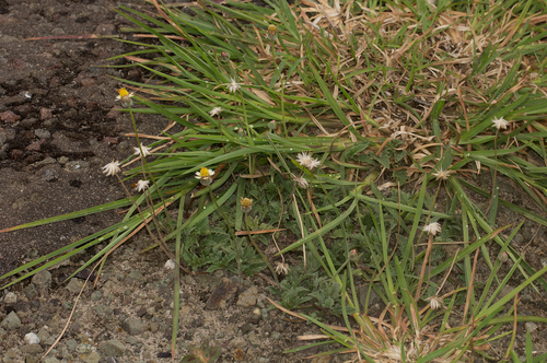 Tridax procumbens image