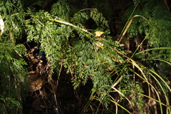 Onychium japonicum