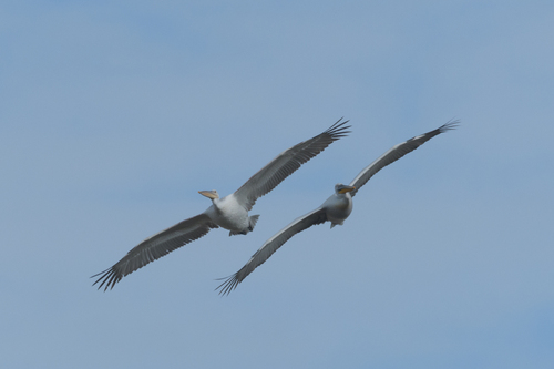 Dalmatian Pelican
