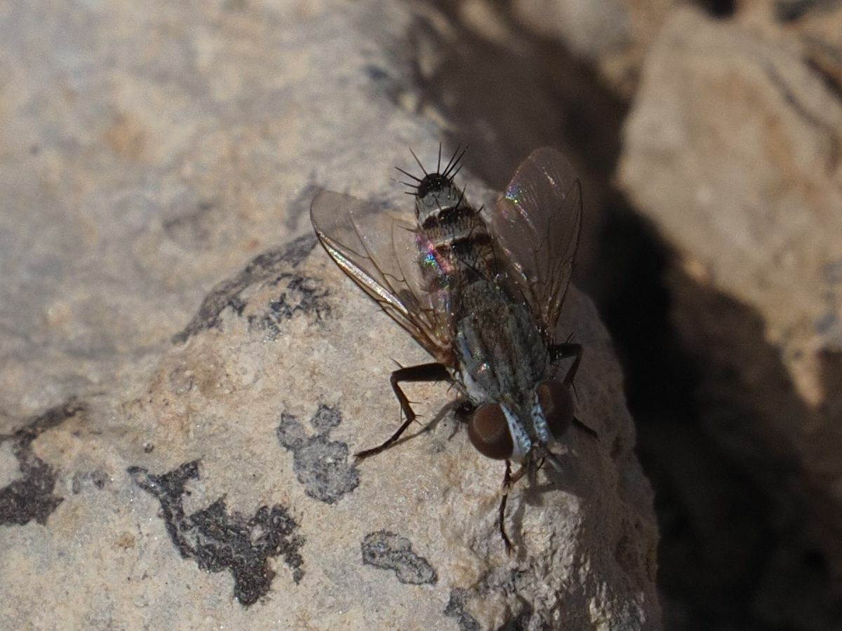 Taxigramma heteroneura