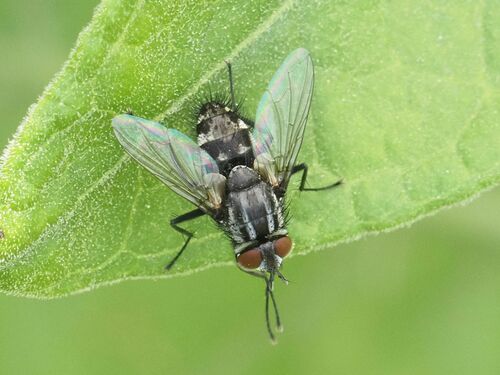 Nemorilla maculosa