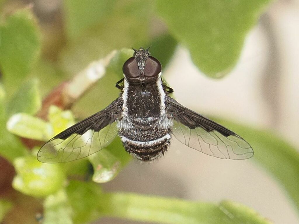 Exhyalanthrax canarionae