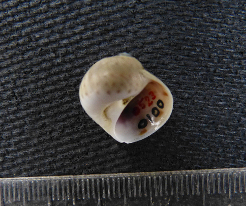 Natica grayi (Natica grayi)