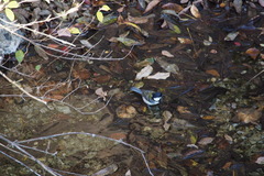 Parus minor