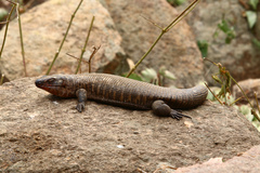 Matobosaurus validus