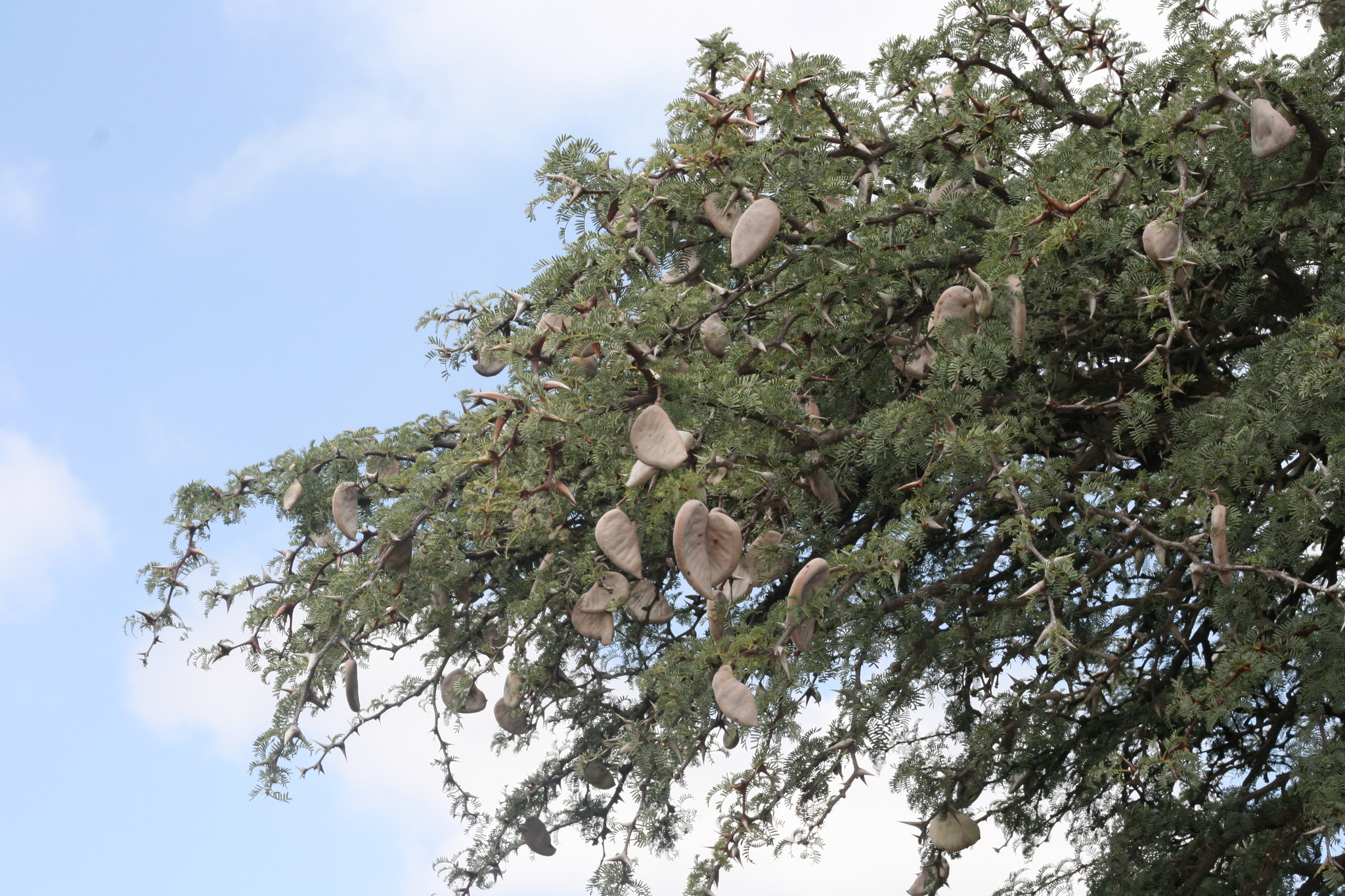 Vachellia erioloba