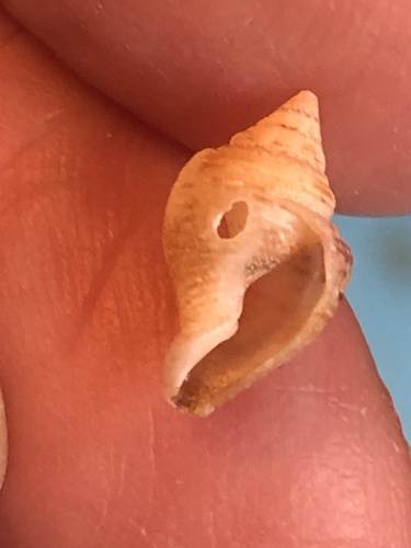 Merchant Dove Shell