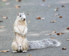 Sciurus niger cinereus
