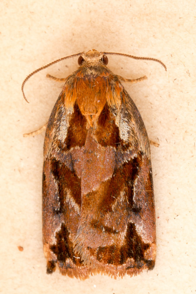 Pine Tortrix