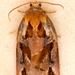 Pine Tortrix - Photo (c) Drepanostoma, some rights reserved (CC BY-NC), uploaded by Drepanostoma