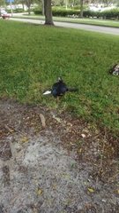 Cairina moschata domestica