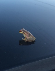 Osteopilus septentrionalis