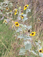 Helianthus argophyllus