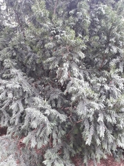 Taxus baccata