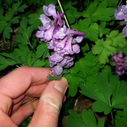 Chochlačka dutá (Corydalis cava)