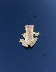 Osteopilus septentrionalis